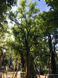 ต้นตะลุมพุก | สวนพี&เอ็มเจริญทรัพย์พันธ์ุไม้ - แก่งคอย สระบุรี