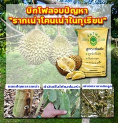 บิกโฟล สารเพิ่มผลผลิตทุเรียน 