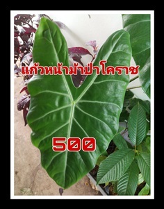 อโลคาเซีย แก้วหน้าม้า Alocasia Sanderiana | วรากรสมุนไพร - เมืองนครราชสีมา นครราชสีมา