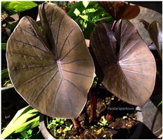 Colocasia Kona Coffee