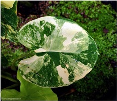 Colocasia yellow splash  