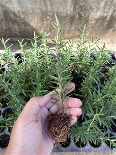 โรสแมรี่ปักชำ (Rosemary) | sasishop_garden -  เชียงใหม่