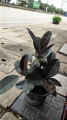 ต้นยางอินเดีย สูง 50cm.