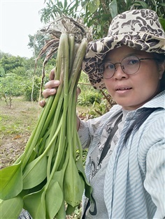 ขายพันธุ์ผักพายใหญ่ ตาลปัตรฤษี