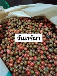 เมล็ดจันผา | โบตั๋นพันธุ์ไม้ - เมืองนครศรีธรรมราช นครศรีธรรมราช