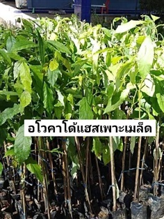 อโวคาโด้แฮส