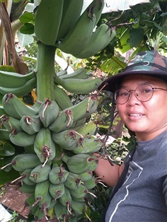 กล้วยเทพรส กล้วยพาโล | เมล็ดพันธุ์ดี เกษตรวิถีไทย - เมืองระยอง ระยอง