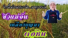 เปิดให้เป็นเจ้าของพันธุ์ข้าวพื้นบ้าน