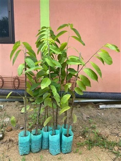 ต้นน้อยหน่าสับปะรด ต้นละ 320 บาท  ค่าส่งต้นแรก 100 ต้น