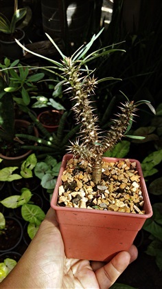 โป๊ยเซียนโขด  Euphorbia millii  