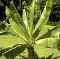 เมล็ดพันธุ์กล้วยเอธิโอเปีย / เอ็นเซเต้