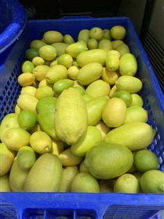 เลม่อนสด Lemon สวนเลม่อนออร์แกนิกไม่ใช้สารเคมี (มีตลอดปี)