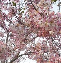 ต้นพันธุ์กัลปพฤกษ์ (Wishing Tree) ออกดอกสวยเหมือนซากุระ 