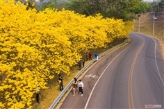 ต้นพันธุ์เหลืองเชียงราย ออกดอกสีเหลืองบานสะพรั่ง สวยงามมาก  