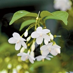 ต้นพันธุ์โมก โมกพวง ต้นไม้มงคล ดอกไม้สีขาวกลิ่นหอมบริสุทธิ์ 