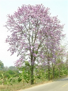 ต้นพันธุ์ต้นตะแบก หรือ อินทนิล ดอกสวยสีชมพูไม้เนื้อแกร่งทน 