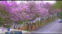 ต้นพันธุ์เสลา อินทรชิต (Lythraceae) ดอกม่วงสวยไม้มงคล 