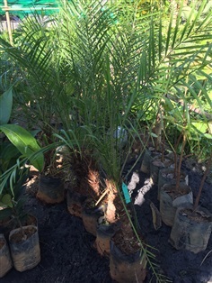 ต้นพันธุ์ ปาล์มสิบสองปันนา Pygmy date palm  