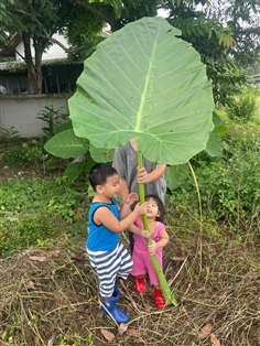 Colocasia gigantea ต้นออดิบยักษ์ กินสด ทำอาหารได | มายโฮมการ์เด้นเชียงใหม่ - สันทราย เชียงใหม่