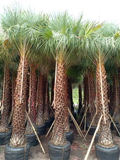 ปาล์มแวกซ์ (Wax palm) | โนรีปาล์มประดับ 2 (สุนทรพันธ์ไม้) - เมืองปราจีนบุรี ปราจีนบุรี