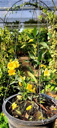 Carolina Yellow Jasmine