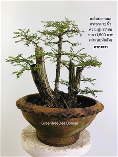 เกล็ดปลาหมอ | Greentreedee bonsai - จอมบึง ราชบุรี