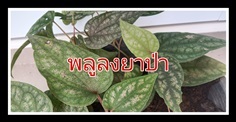 พลูลงยาป่า