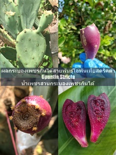 กระบองเพชรกินได้สายพันธุ์โอพันเทียสตริคต้า Opuntia Stricta | น้ำเพชร สวนกระบองเพชรกินได้ - เทิง เชียงราย