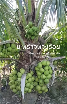 มะพร้าวพวงร้อย | สวนพันธุ์มะพร้าวน้ำหอม จังหวัดสมุทรสงคราม -  สมุทรสงคราม