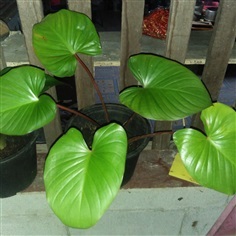 เสน่ห์จันโกเมน