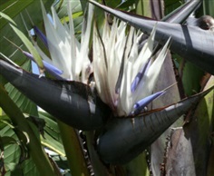 เมล็ดพันธุ์ ปักษาสวรรค์ (Bird of Paradise) สีขาว