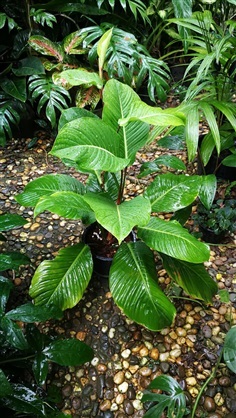Philodendron Geniculatum