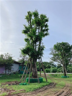 ฉนวน