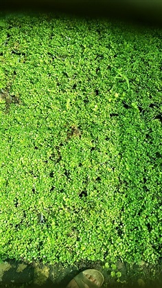 หญ้าเกล็ดหอย | สวนเพลินตา - หนองเสือ ปทุมธานี