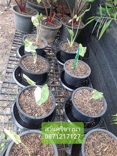 จำหน่ายบอนกระดาษด่าง Alocasia macrorrhizos Variegated 