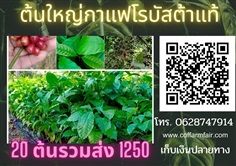 ต้นใหญ่กาแฟโรบัสต้าแท้ สูง 80 เซน ปลูก1.5 ปีติดผลเร็ว  