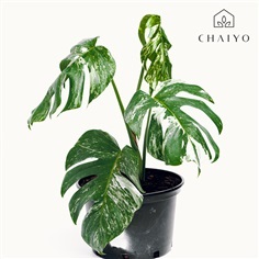 มอนสเตอร่า อัลโบ้ Monstera Borsigiana Albo