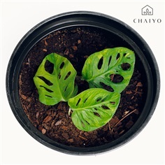 มอนสเตอร่า Monstera Adansoni Aurea Giant ราคา 1 ยอด