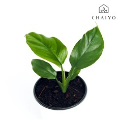 ฟิโลเดนดรอน มินิมา Philodendron Minima กระถาง 4 นิ้ว