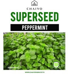 เมล็ด PEPPERMINT เปปเปอร์มินต์