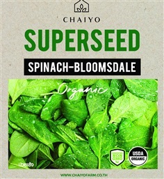 เมล็ด SPINACH-Bloomsdale (Organic) ปวยเล้ง ออร์แกนิค