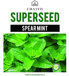 เมล็ด SPEAR MINT สเปียร์มินต์