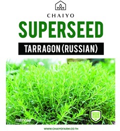 เมล็ด TARRAGON (Russian) ทาร์รากอน