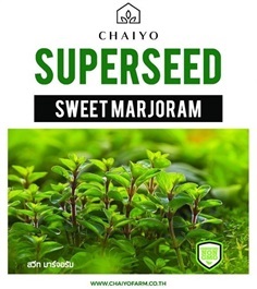 เมล็ด SWEET MARJORAM สวีท มาร์จอรัม