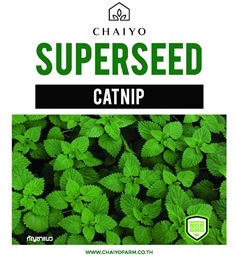 เมล็ด CATNIP เมล็ดสมุนไพร แคทนิป สำหรับแมว  | บริษัท ชัยโยฟาร์ม จำกัด - บางแค กรุงเทพมหานคร