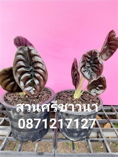 Alocasia cuprea red secretใบสีแดงแมททาลิคสวยมากเมื่อเจอแ