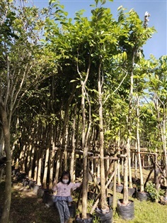 ขายไม้ล้อม ต้นอินทนิลบก 4 นิ้ว สูง 4 เมตร