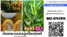 ต้นใหญ่หมากสง สายพันธุ์สูง ต้นละ50 สั่ง200ต้นส่งฟรีสูง100เซน