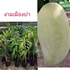 มะม่วงงามเมืองย่า  | วรายุทธ - นาเชือก มหาสารคาม