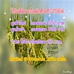 พันธุ์ข้าวสันป่าตอง1